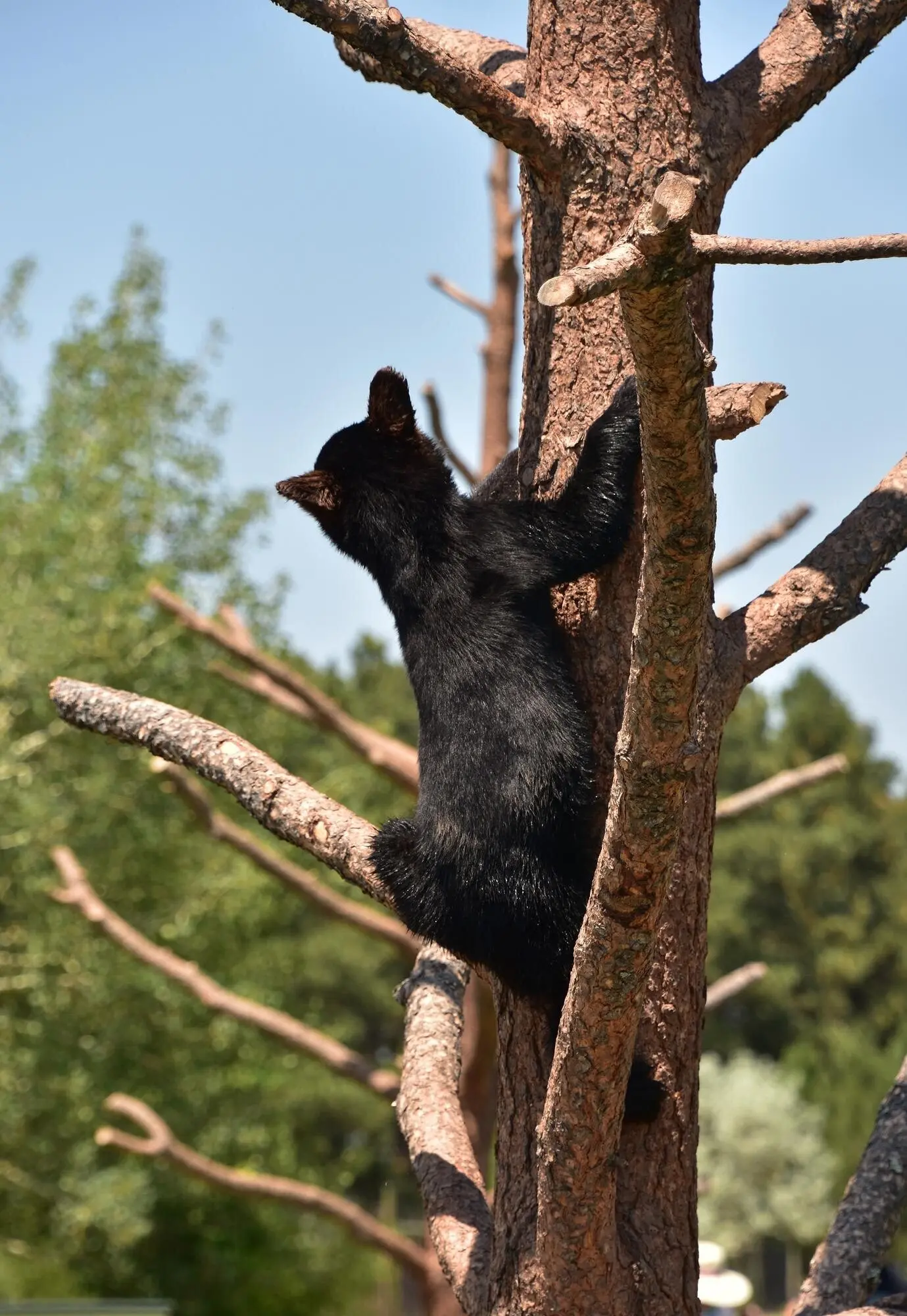 Ein sehr niedliches juveniles Junges eines Schwarzbären klettert im Sommer einen Baum hinauf.