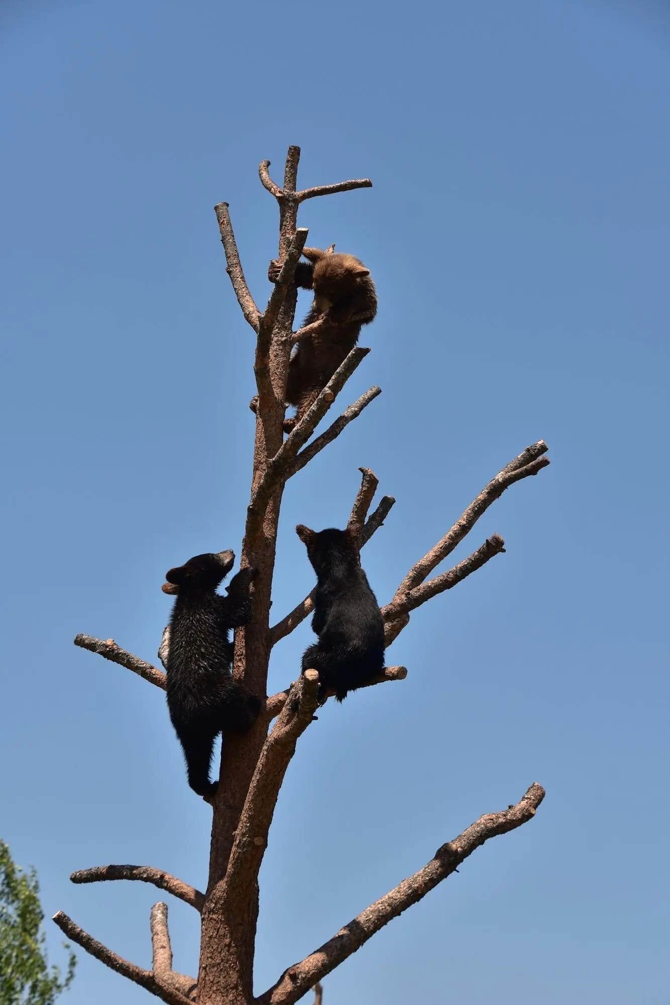 Ein entzückendes Trio von Bärenjungen, das im Sommer in einem Baum spielt.